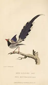 Magpie Prints: Red-billed blue magpie, Urocissa erythrorhyncha