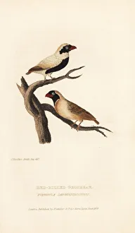 Grosbeak Collection: Red-billed quelea, Quelea quelea