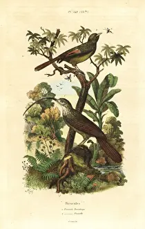 Fries Prints: Red-billed scythebill and olivaceous woodcreeper