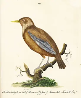 Starling Prints: Red-billed starling, Sturnus sericeus