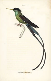 Trochilus Collection: Red-billed streamertail, Trochilus polytmus