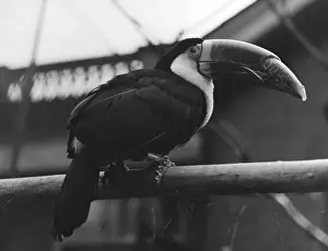 Toucan Prints: Red-Billed Toucan