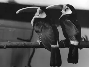 Toucan Prints: Red-Billed Toucans