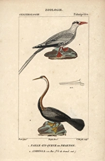 Red-billed tropicbird, Phaethon aethereus Red-billed tropicbird, Phaethon aethereus