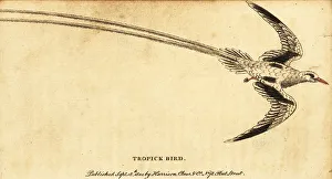 Red-billed tropicbird, Phaethon aethereus