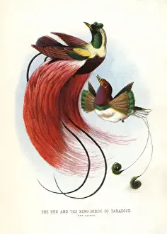Ornithology Prints: Red bird-of-paradise, Paradisaea rubra