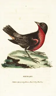 Georgeedwards Prints: Red-breasted blackbird, Sturnella militaris
