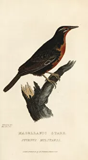 Kearsley Gallery: Red-breasted blackbird, Sturnella militaris