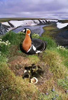 Nest Prints: RED-BREASTED GOOSE - and chicks on nest