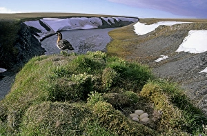 Siberia Collection: Red-breasted Goose - female by nest with 5 eggs