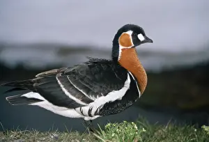 Wildfowl Prints: RED-BREASTED GOOSE - on riverbank