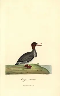 Mergus Prints: Red-breasted merganser (female), Mergus serrator