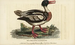 Red-breasted merganser, Mergus serrator