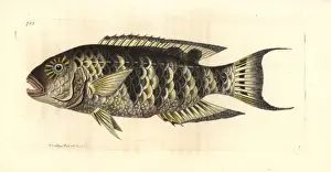 Red breasted wrasse, Cheilinus fasciatus