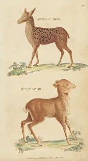 Red brocket and Java mouse-deer