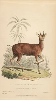 Landseer Collection: Red brocket, Mazama americana rufa