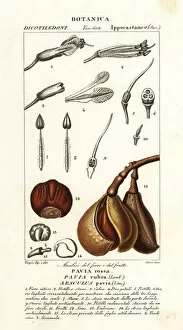 Red buckeye, Aesculus pavia