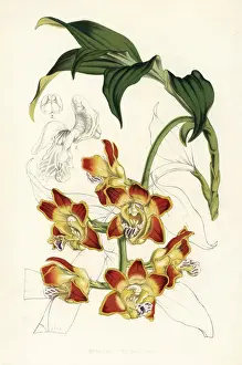 Aurea Prints: Red bulls mouth orchid, Chysis bruennowiana