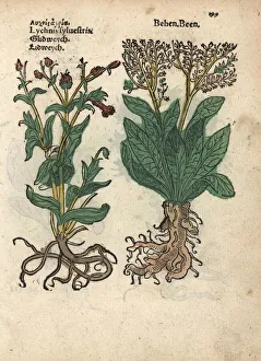 Silene Collection: Red campion, Silene dioica, and white behmen