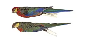 Red-capped parrot, Purpureicephalus spurius