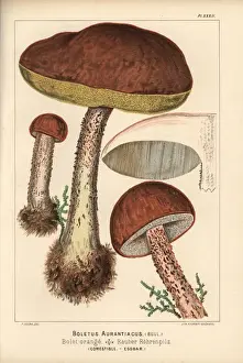 Red-capped scaber stalk, Leccinum aurantiacum, edible