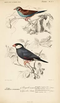 Sparrow Collection: Red-cheeked cordon-bleu, Uraeginthus bengalus