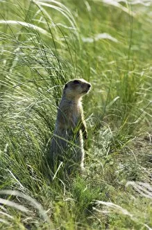 Alert Gallery: Red-cheeked Souslik - adult near a burrow in steppe