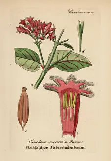 Red cinchona and quina, Cinchona pubescens