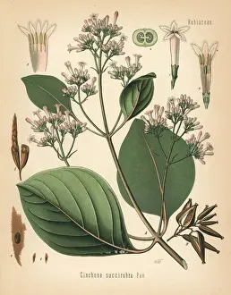 Adolph Prints: Red cinchona or red quina, Cinchona pubescens