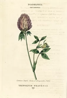 Red clover, Trifolium pratense