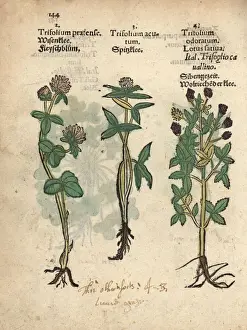 Lotus Prints: Red clover, Trifolium pratense, mountain clover