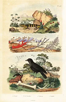 Herpetology Prints: Red coral, coralline, raven and lizard