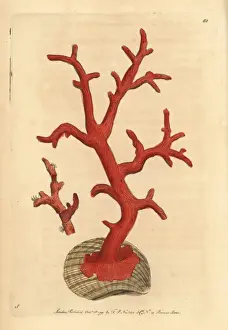 Coral Prints: Red coral, Corallium rubrum