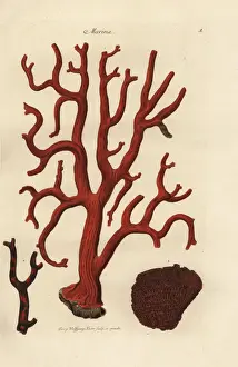 Naturalien Cabinet Prints: Red coral, Corallium rubrum, and organ pipe