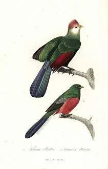 Red-crested turaco and Narina trogon