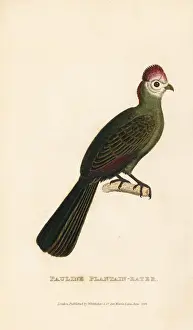Ornithology Prints: Red-crested turaco, Tauraco erythrolophus