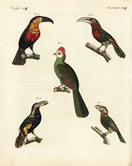 Red-crested turaco, toucan, aracari and toucanet Red-crested turaco, toucan, aracari and toucanet