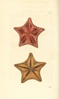 Thenaturalistsmiscellany Prints: Red cushion sea star, Oreaster reticulatus