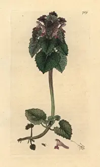 Lamium Prints: Red dead-nettle, Lamium purpureum