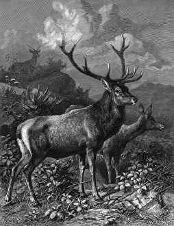Cervus Prints: Red Deer - 2