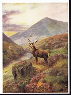 Red Deer