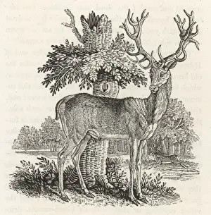 Red Deer (Bewick)