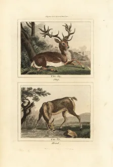 Hind Prints: Red deer, Cervus elaphus