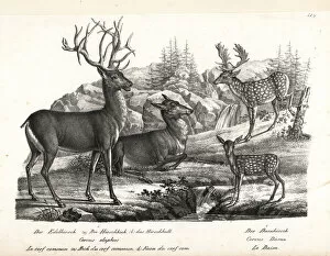 Red deer, Cervus elaphus, and fallow deer, Dama dama