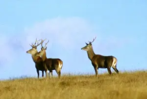 Three red deer on Exmoor, West Country