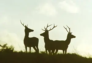 Twilight Prints: Three red deer in silhouette, Ley Hill, Exmoor, Somerset
