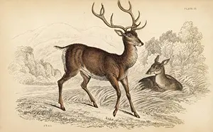 Cervus Prints: Red deer stag, Cervus elaphus