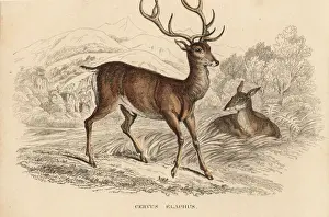 Red deer stag, Cervus elaphus