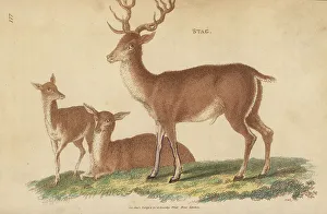 Hind Prints: Red deer or stag, Cervus elaphus