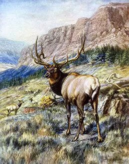Antlers Collection: Red Deer Stag by E Caldwell
